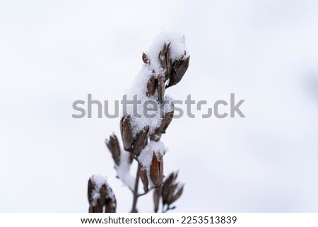Snow-covered plants in winter. Close up photo.