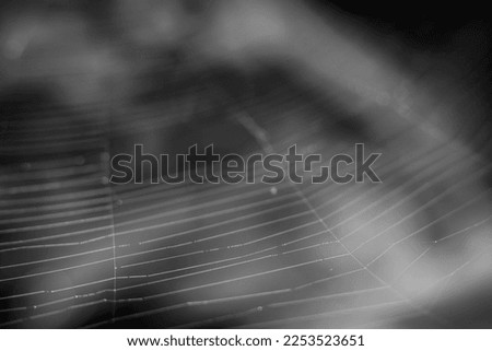 Close up View of Spider Net