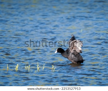 Fulica atra - fighting and runing on the water. Eurasian coot swimming in a lake. Close up portrait of a coot duck swimming on lake in spring.
