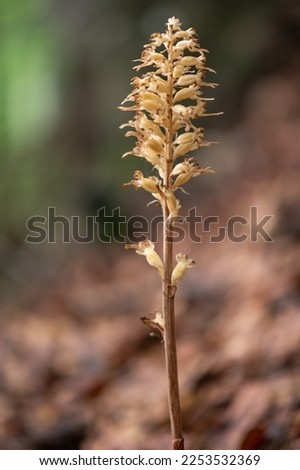 Brown Neottia nidus-avis, the bird's-nest orchid and non-photosynthetic orchid in the piatra craiului mountains in Romania

 Royalty-Free Stock Photo #2253532369