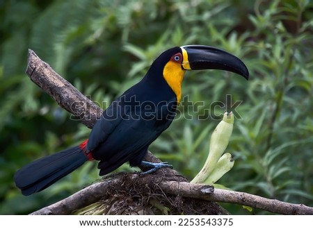 Channel-billed Toucan perched on a branch.