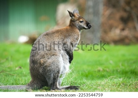 A closeup shot of a beautiful big Kangaroo standing on a green grass in a park