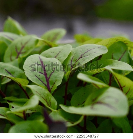 Red Veined Sorrel Leaves Garnishes Royalty-Free Stock Photo #2253548727