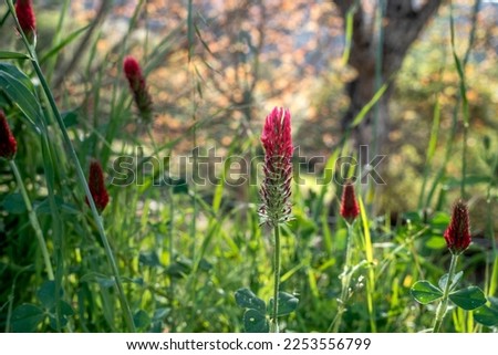 Crimson clover (Trifolium incarnatum) red flower