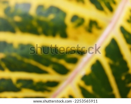 Defocus abstract green yellow Croton Codiaeum leaf vein texture