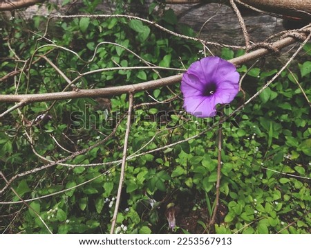 Faded Ipomoea cairica or purple trumpet flowers twisting on a tree branch with green leaves that grow wild