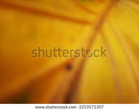 Blurry abstract yellow leaf vein