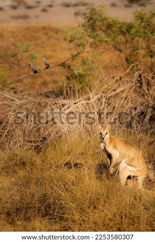 Wild Kangaroo in bush in Western Australia