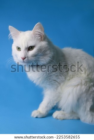on a blue background sits a white fluffy pet cat with green eyes and a pink nose in a black collar. for splash screens, labels, flyers, store banners, pet store advertisements