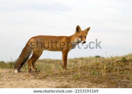 Red Fox Standing in A Natural Background in A National Park