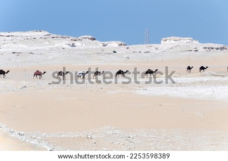 Camels in a desert village in Qatar