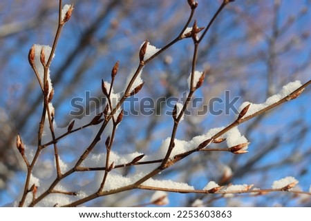 Close up of beech tree buds covered in snow with a background of bright blue sky Royalty-Free Stock Photo #2253603863