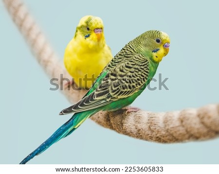 Bright, cute parrot parrot sits on a rope. Close-up, indoors. Studio photo. Day light. Concept of care, education and raising pets Royalty-Free Stock Photo #2253605833