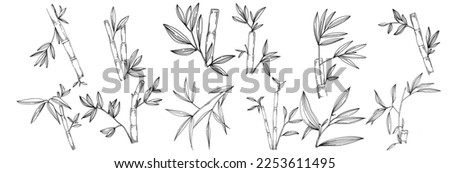 Bamboo plant by hand drawing sketch. Floral tattoo highly detailed in line art style. Black and white clip art isolated on white background. Antique vintage engraving illustration.