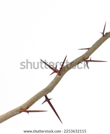 Depicted is a tree branch with sharp xiphoid thorns on a white background.