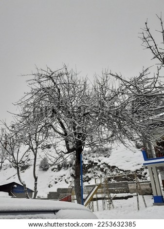 This is picture of very beautiful snowy weather.In this picture you can see tree full of snow 