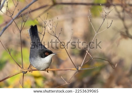 Sardinian warbler male (Sylvia melanocephala)