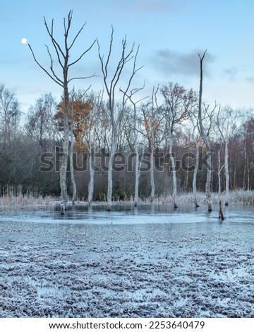 Arcot Pond, Cramlington, Northumberland, England, UK. On a cold winter and frosty morning.
