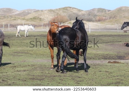 A pair of horses do each other a grooming favor. In the pasture, a pair of horses scratch their backs.