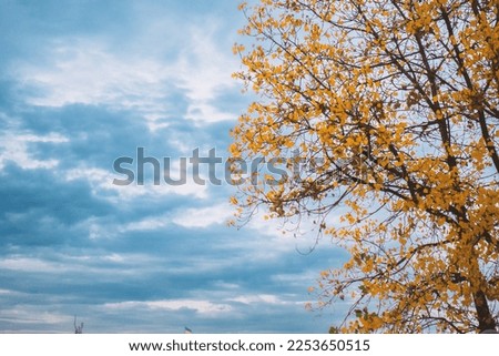 Autumn tree with yellow leaves against a blue cloudy sky.