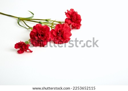 Four red carnations lie on white background. Isolated flowers branch. Banner. Copy space. Template business card. Flower shop concept. May 9 Victory Day. Love symbol. Layout. Holiday postcard mockup.