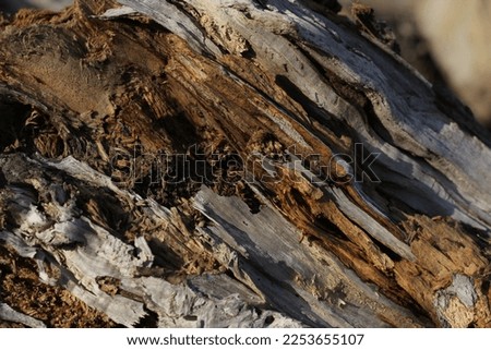 background in the details of the structure of a very ancient tree