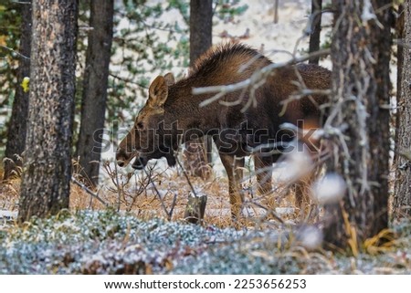 A Moose at Jasper Nationalpark, Alberta, Kanada
