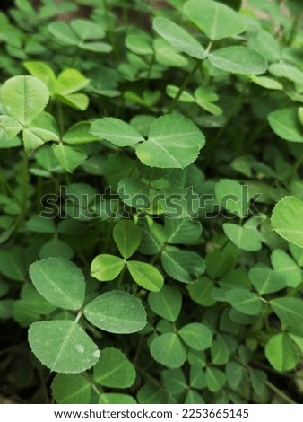 Cluster of green petals. Beautiful green leaves of plants with a clear background.
