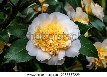 Beautiful Camellia japonica “Brushfield Yellow” flower in garden, close up. Brushfield`s Yellow Camellia japonica in fool bloom, closeup. Royalty-Free Stock Photo #2253667229