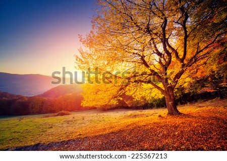 Majestic alone beech tree on a hill slope with sunny beams at mountain valley. Dramatic colorful morning scene. Red and yellow autumn leaves. Carpathians, Ukraine, Europe. Beauty world. Royalty-Free Stock Photo #225367213