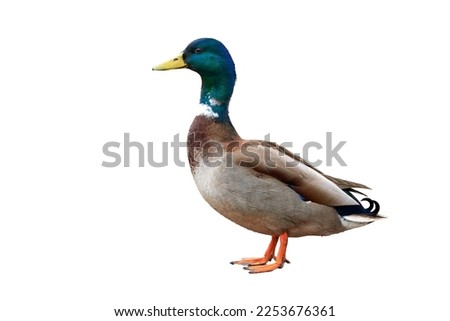 Mallard Male Duck isolated on white background ( Anas platyrhynchos ) Royalty-Free Stock Photo #2253676361