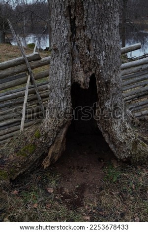 tree is hollow, Småland Sweden