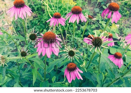 Blooming pink echinacea flowers in garden for publication, design, poster, calendar, post, screensaver, wallpaper, postcard, banner, cover, website. High quality photography