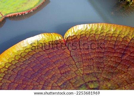 Leaves of Victoria or giant waterlily