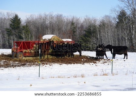 Cows and horses feed from red bale feeder during the winter. 