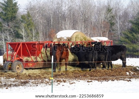 Cows and horses feed from red bale feeder during the winter. 