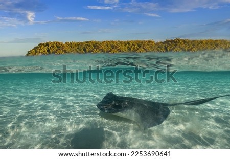 Southern Stingrays (Hypanus americanus) in shallow water in South Bimini, Bahamas Royalty-Free Stock Photo #2253690641