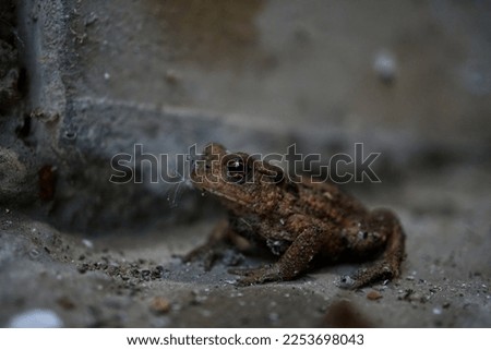 dirty toad in cellar with pollen on mouth