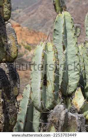 Cactus plant, species known as Pilosocereus polygonus (Lam.) Byles G.D. Rowley, belongs to the plant family Cactaceae. Royalty-Free Stock Photo #2253703449