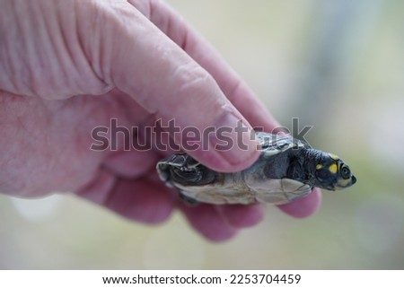 Giant South American turtle (Podocnemis expansa) baby held in human hand. Captive babies in a Breeding and Reintroduction Center, near Balbina, Amazon rainforest, Brazil
