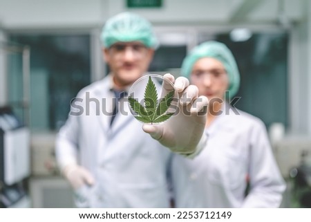 scientist checking organic hemp wild plants in a cannabis weed commercial greenhouse. Concept of herbal alternative medicine, cbd oil, pharmaceptical industry Royalty-Free Stock Photo #2253712149