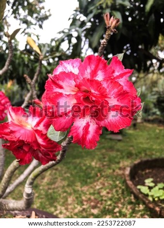 Frangipani flowers are widely used for decoration in homes or offices.