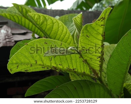 swarms of fire ants on guava leaves