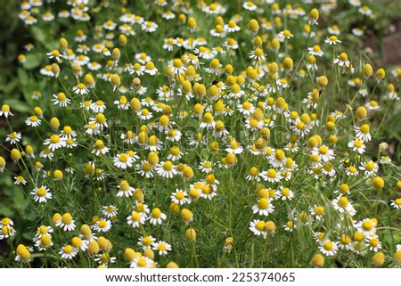 field daisy-wheel on solar meadow as symbol springtime