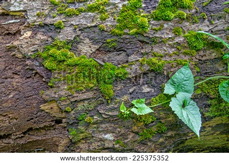 Moss growing on tree in rain forest, Thailand 