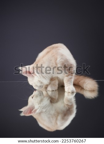 Maine Coon Kitten looks at his reflection on a gray background. cat portrait in photo studio
