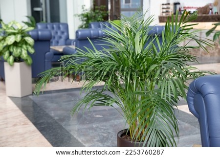Tropical palm in interior of hall. blue leather comfortable armchair and palm aside in hall interior.Decorative Areca palm under natural light. green natural houseplant in flower pot Royalty-Free Stock Photo #2253760287