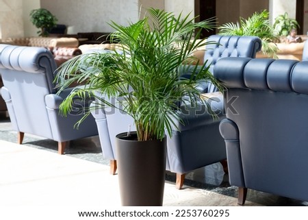 Tropical palm in interior of hall. blue leather comfortable armchair and palm aside in hall interior.Decorative Areca palm under natural light. green natural houseplant in flower pot Royalty-Free Stock Photo #2253760295