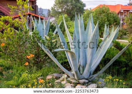 Striped American agave ,Agave americana,species of the agave genus, subfamily agave, asparagus family in a garden .Fleshy Leaves of a Variegated Succulent Plant. tropical garden Royalty-Free Stock Photo #2253763473