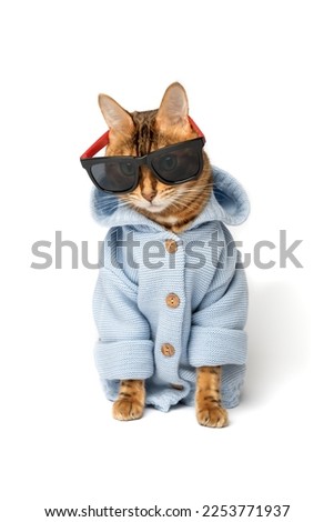 Red Bengal cat wears sunglasses and a jacket on a white background.